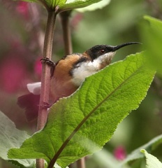 eastern spinebill